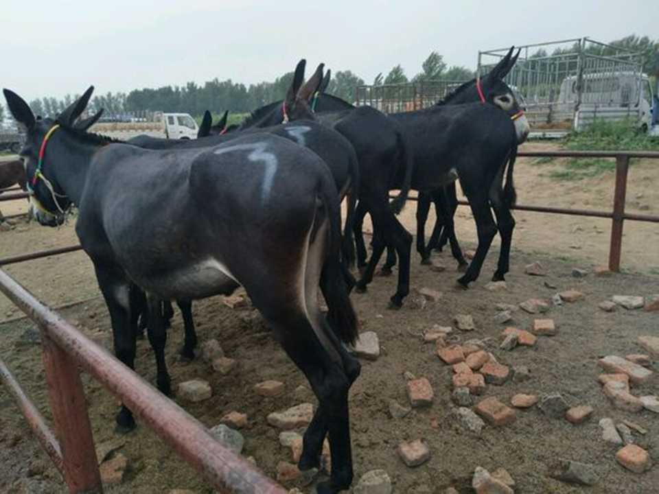 德州驴养殖技术及价格,养殖德州驴的前景如何