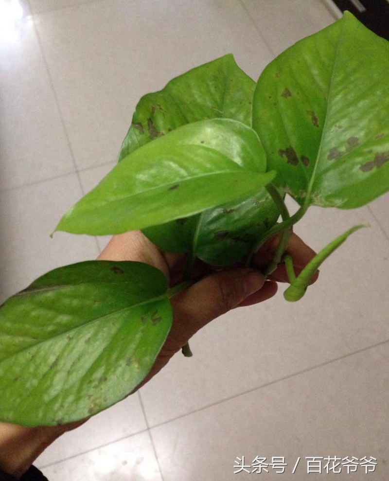 绿萝叶片发黑怎么补救,水养绿萝叶子尖发黑枯萎像烧焦