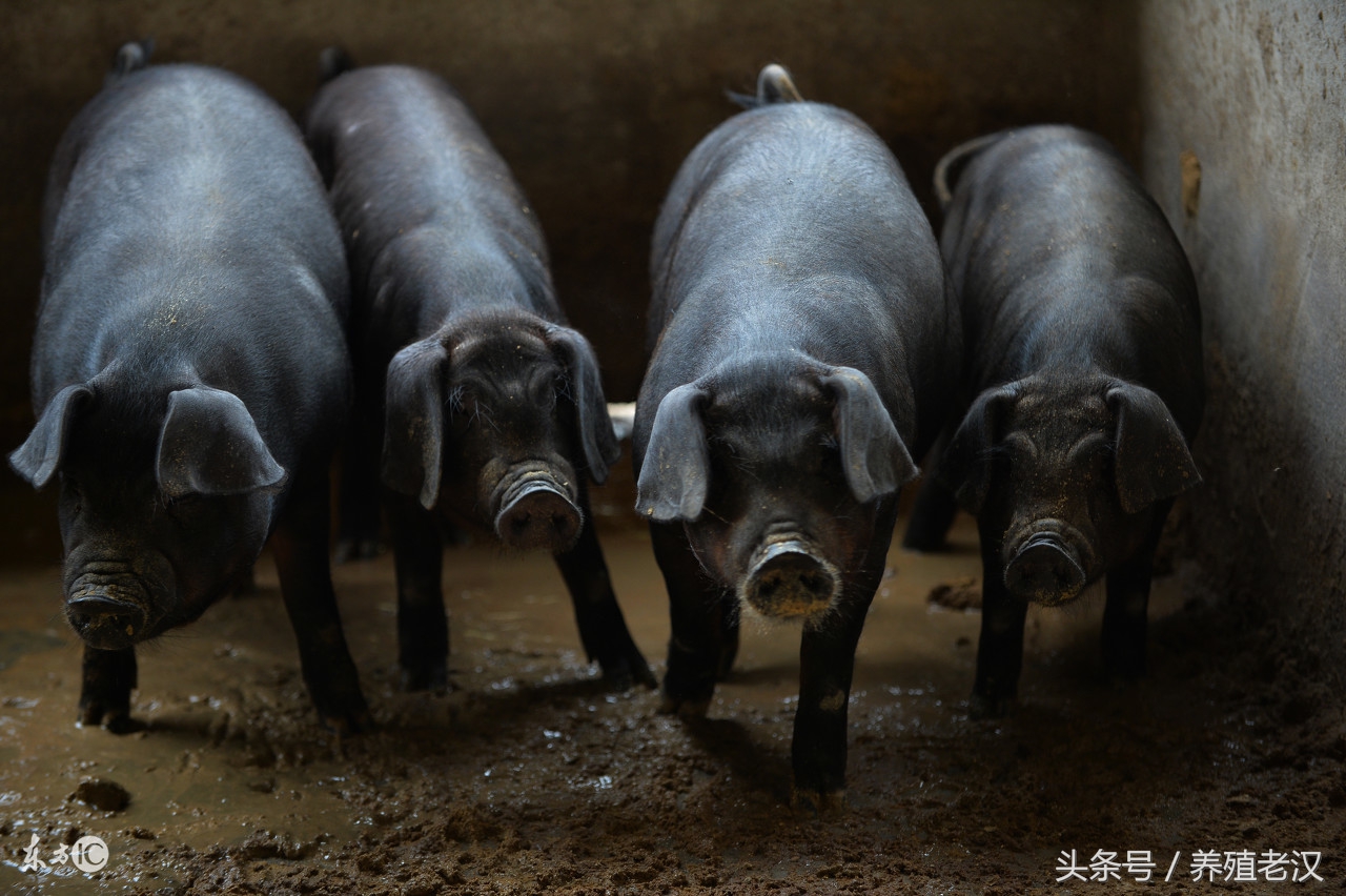 农村养猪，猪流感的症状有哪些，养殖户该怎么防治？