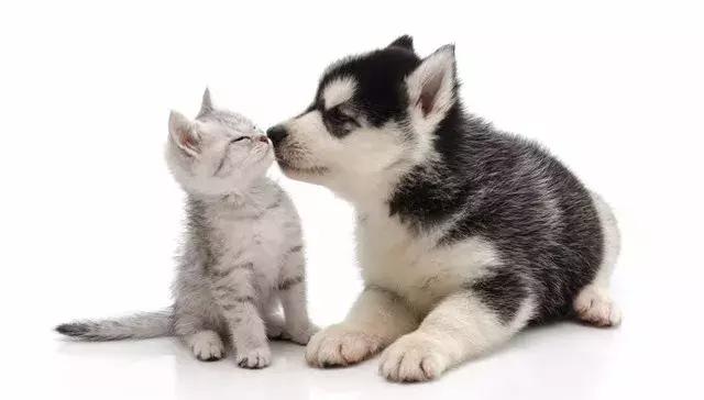 2017年中国宠物产业“风起云涌”