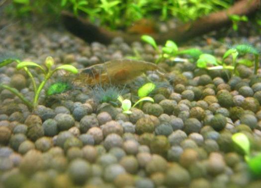 草缸怎么避免长藻,长藻怎么处理最好