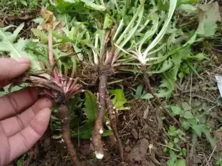 这十条谣言骗了你多年,十大谣言你都信了吗