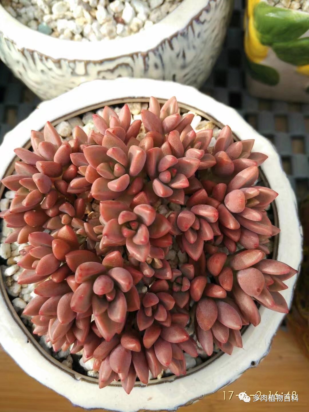 多肉的种植笔记,多肉知识大总结