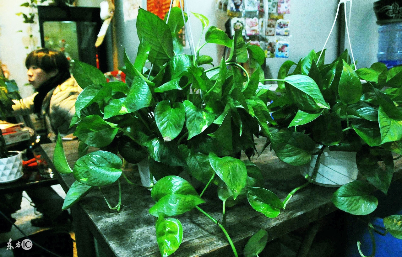 怀孕初期家里装修有影响吗,当妈妈假装怀孕怎么办