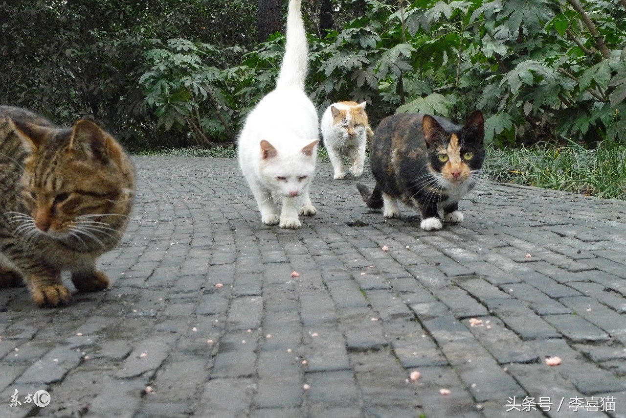 如果有人想要领养宠物该怎么问,有人想要领养一只小猫吗