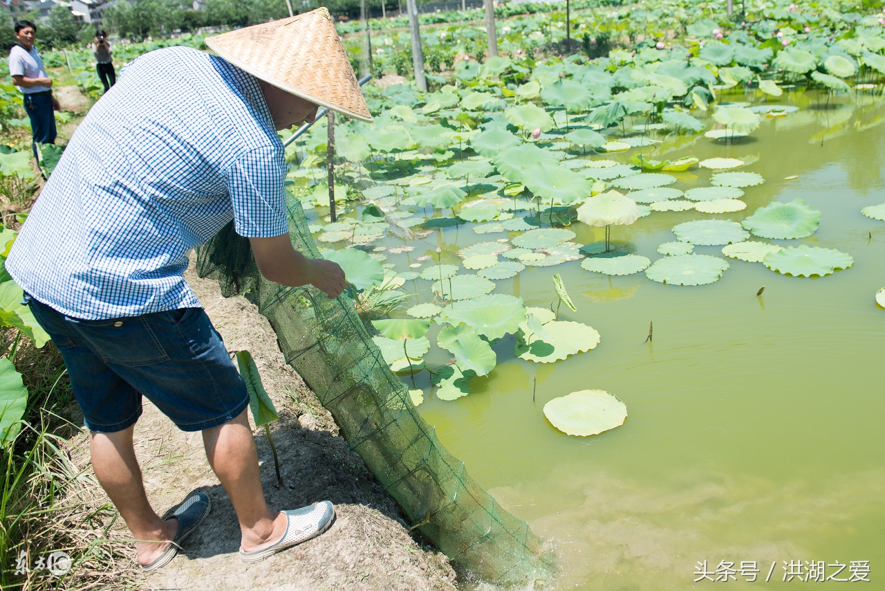 怎样捉泥鳅才能抓到,泥鳅一般怎么抓