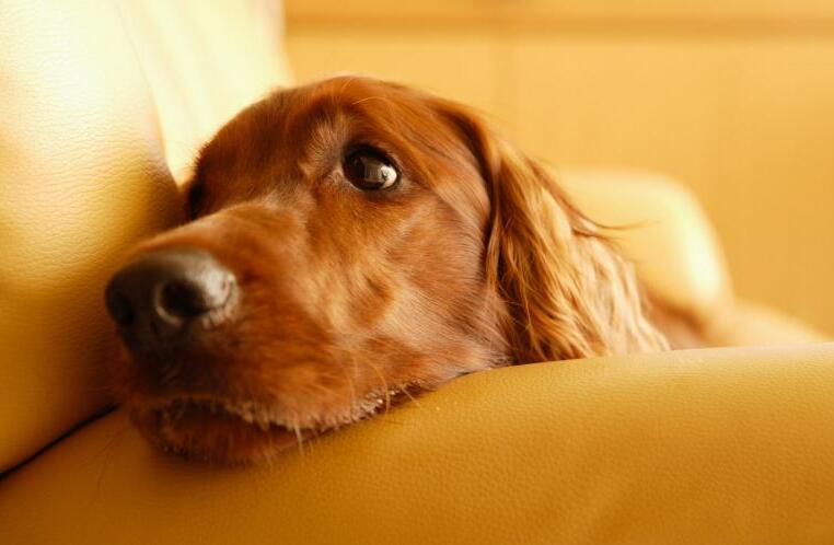 生肖运势大揭秘十二生肖的财运,十二生肖今年的财运和运势如何啊