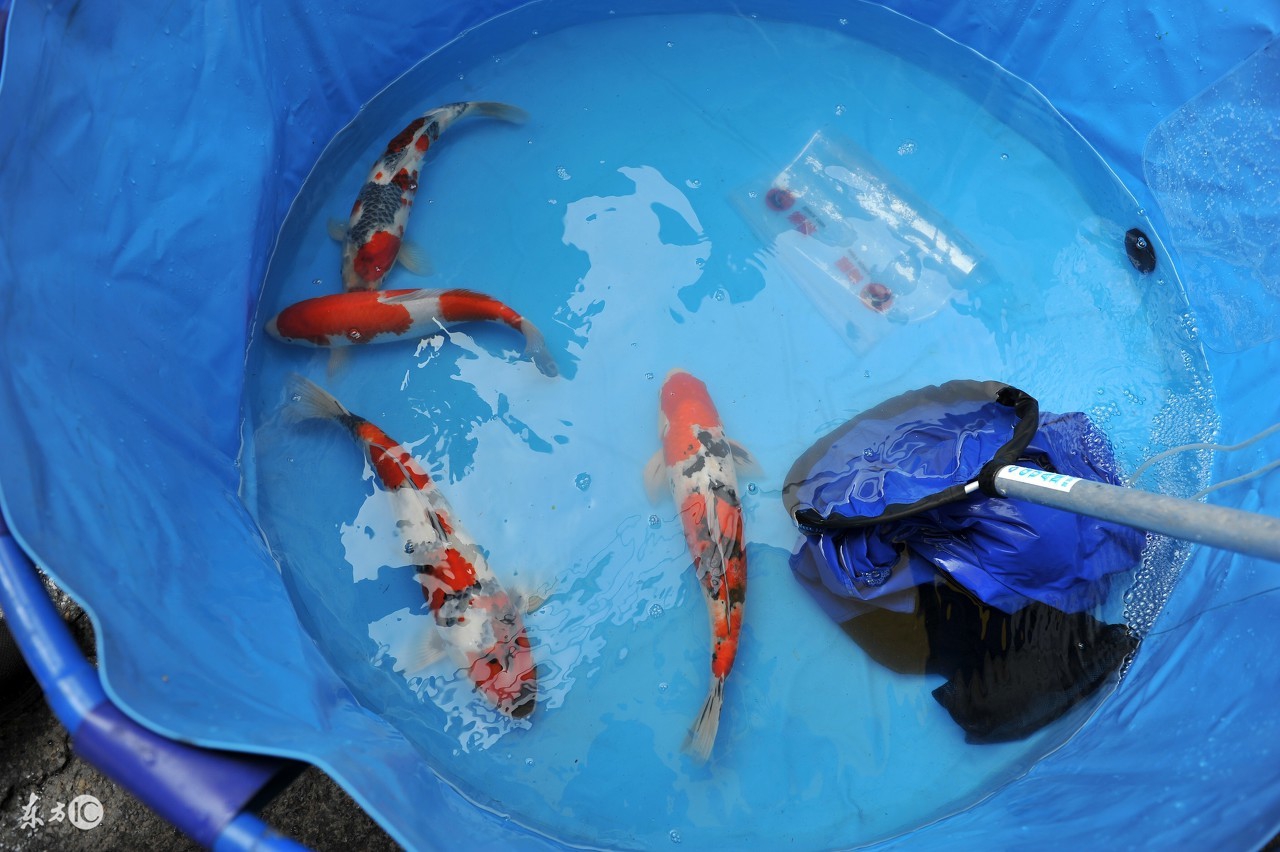 锦鲤在北方能越冬吗,锦鲤冰下越冬注意事项