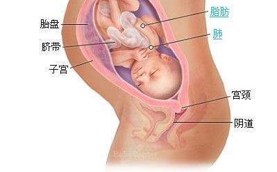 怀孕31周注意事项,孕31周营养