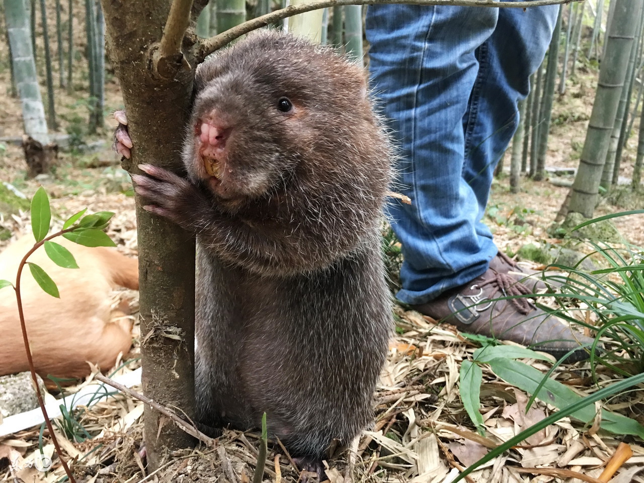 竹鼠能发财致富吗,未来几年养竹鼠前景怎么样