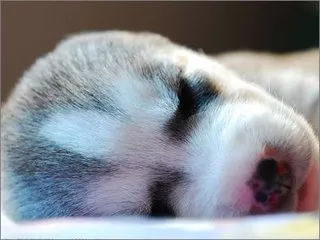 狗狗养护知识大全集,日常护理狗狗皮肤不瘙痒