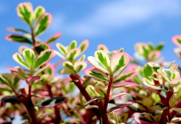 马齿苋在花盆怎么种,花盆怎么种马齿苋