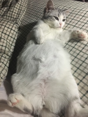 猫传腹腹水怎么吸收,猫腹水治好要多少钱