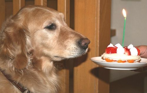 家里的狗狗生气怎么办,狗狗发脾气的表现