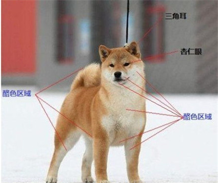 如何挑选柴犬详细教程送给你,挑选柴犬的十大忠告