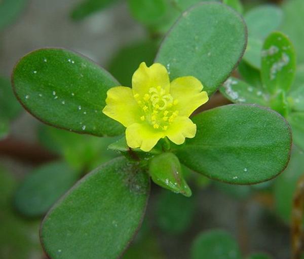 马齿苋在花盆怎么种,花盆怎么种马齿苋