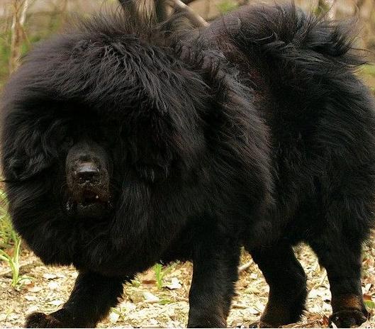 犬种百科之大白熊犬,犬种百科之澳大利亚梗犬