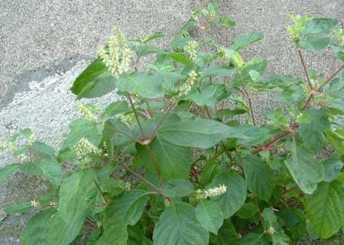 想起以前是错过了多少（中药）牛膝啊？