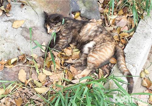 猫传腹腹水怎么吸收,猫腹水治好要多少钱