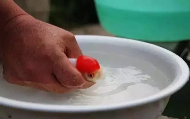 金鱼狮子头鎏金区别,虎头金鱼和狮子头金鱼的区别