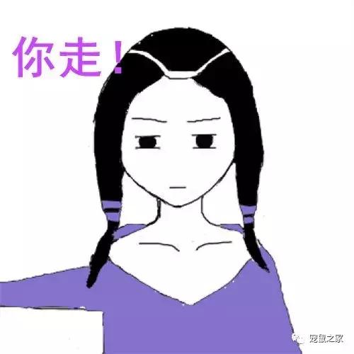 怎么养出亲人的荷兰猪,怎么样才能养出乖的荷兰猪