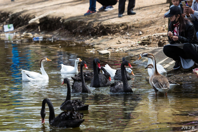 家乡之美美篇,家乡之美原唱完整版