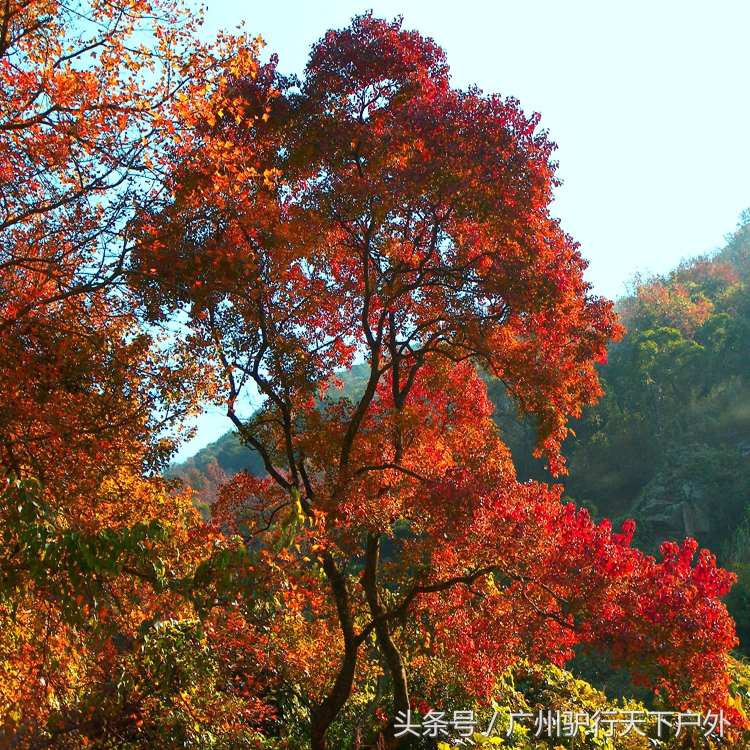 从化石门公园赏红叶旅游团,从化石门森林公园赏梅花路线