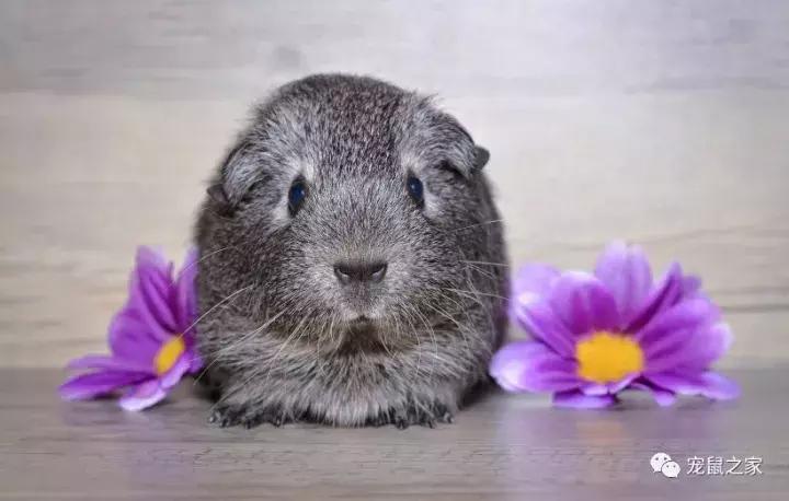 怎么养出亲人的荷兰猪,怎么样才能养出乖的荷兰猪