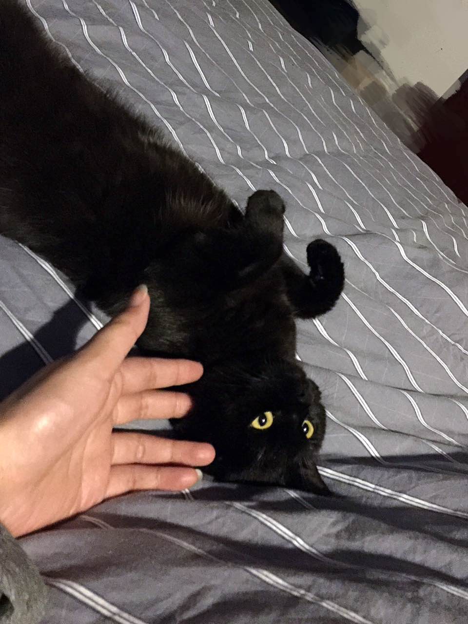 小猫调皮怎么调教,怎么调教调皮的猫猫