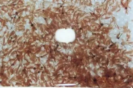 鲤鱼挑食饵料配方,超简单的饵料