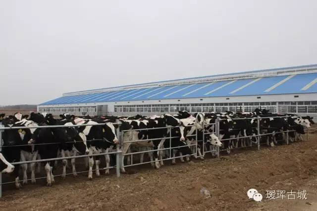 揭秘奶粉市场,黑河探店揭秘