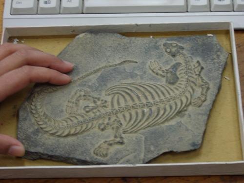 真正的奇石一般在哪里,真正的奇石是怎么样的