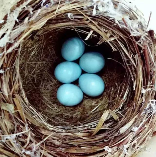 为什么世界各地的女性都喜欢红色,经典蒂芙尼钻戒