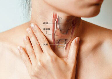 热敷甲状腺有作用吗,甲状腺的重要作用