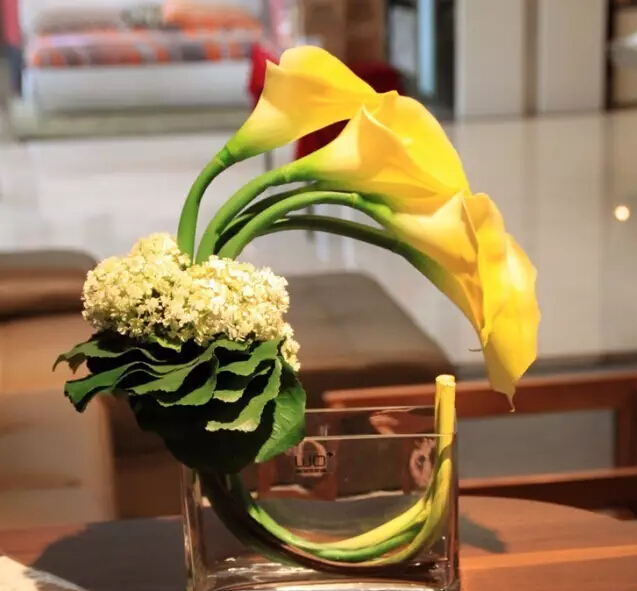 彩色马蹄莲花语象征与寓意,马蹄莲花语象征与寓意