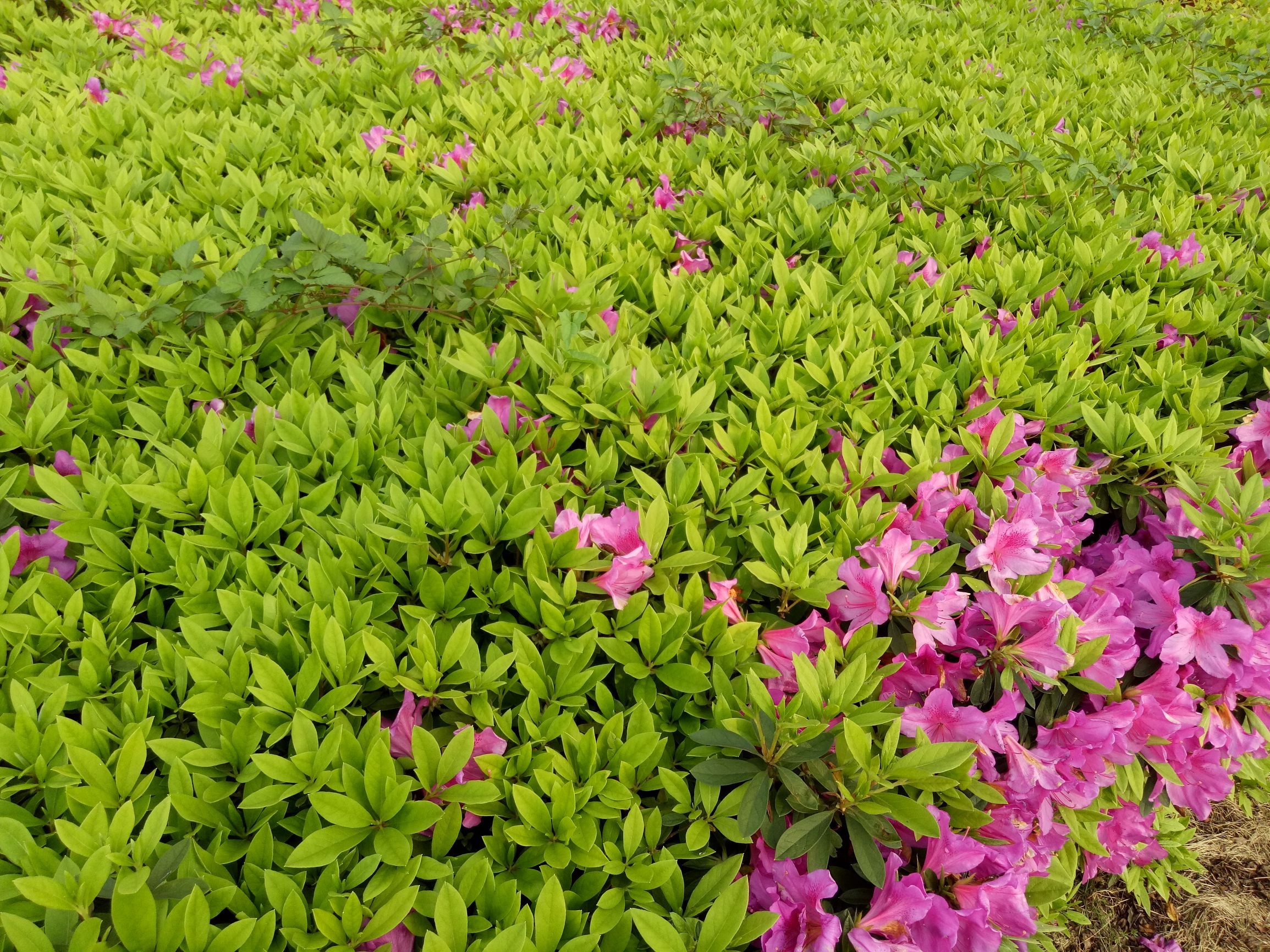 杨幂李易峰代言的手机oppo,李易峰代言oppo手机现在的价格