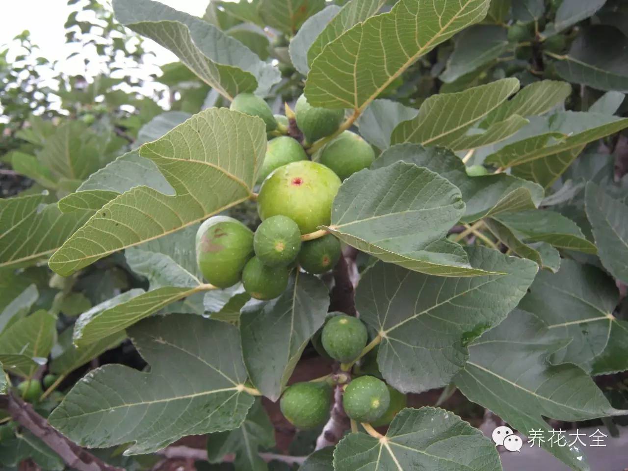 冷知识干货科普植物 (植物大战僵尸2冷门知识)