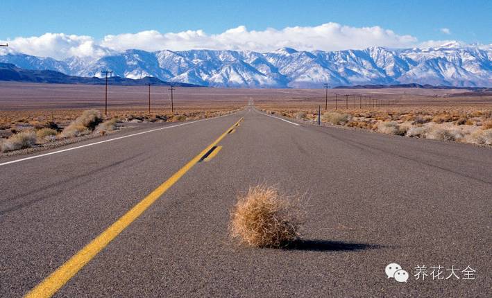 冷知识干货科普植物 (植物大战僵尸2冷门知识)