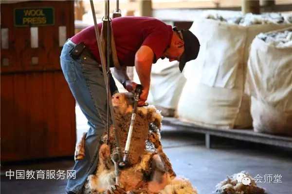 中国教育服务网：澳洲游记-羊毛是这样剪成的