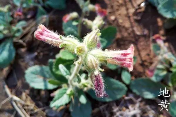 趣谈英文花名,趵突泉山大校区春天