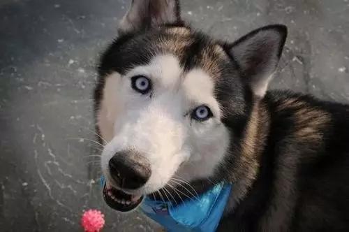 你必须知道的事情是什么,血统不纯正的哈士奇就是二哈吗