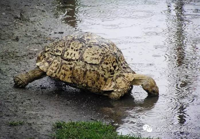 达尔文的象龟,达尔文进化岛最终进化形态