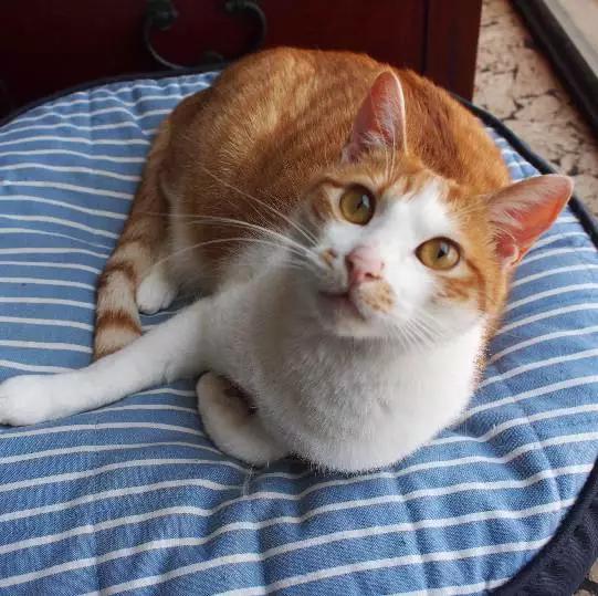 上海领养猫公益,上海领养狗狗店