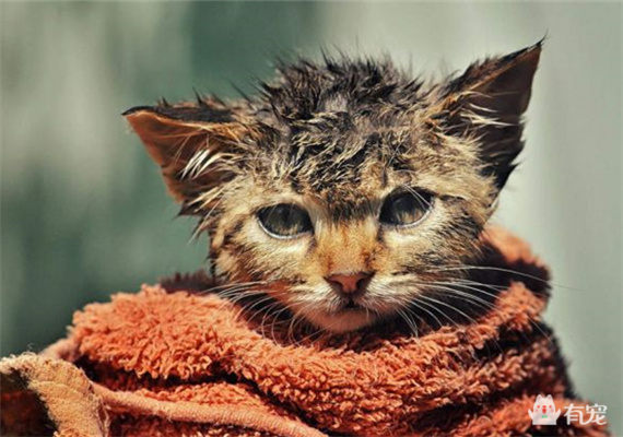 养宠物也要讲究卫生,养宠物也要看缘分