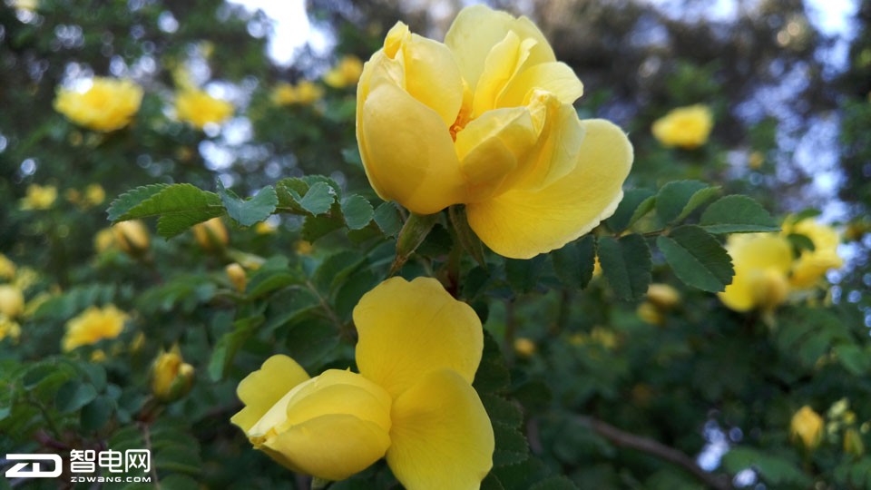 小而美的手机品牌,小而美个性化产品