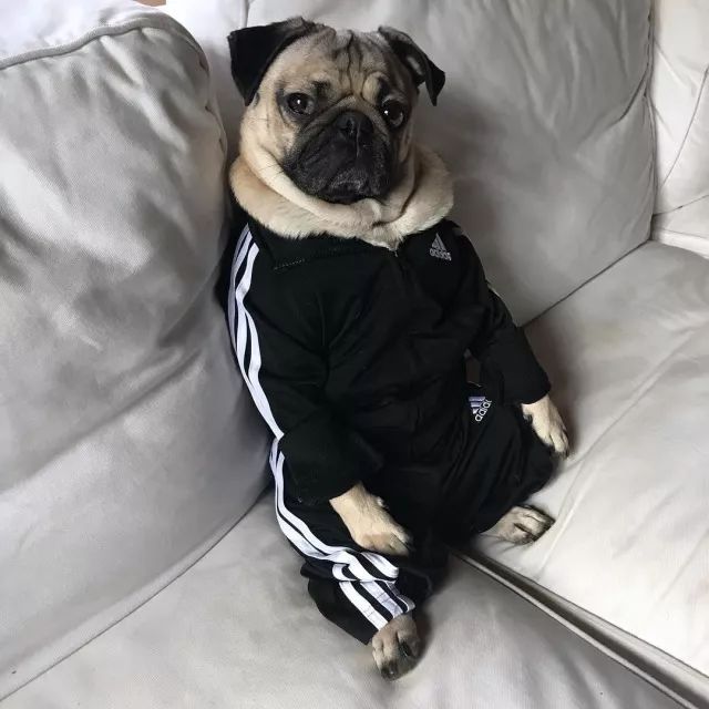 潮狗道格“爷是你无法攀登到的高度”丨每日午间报