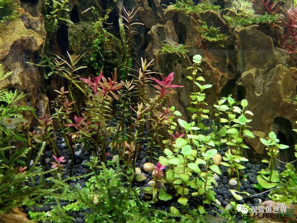 谦虚的新人晒一晒1米缸，“建缸”VS45天后（内涵多张细节图和详解！）