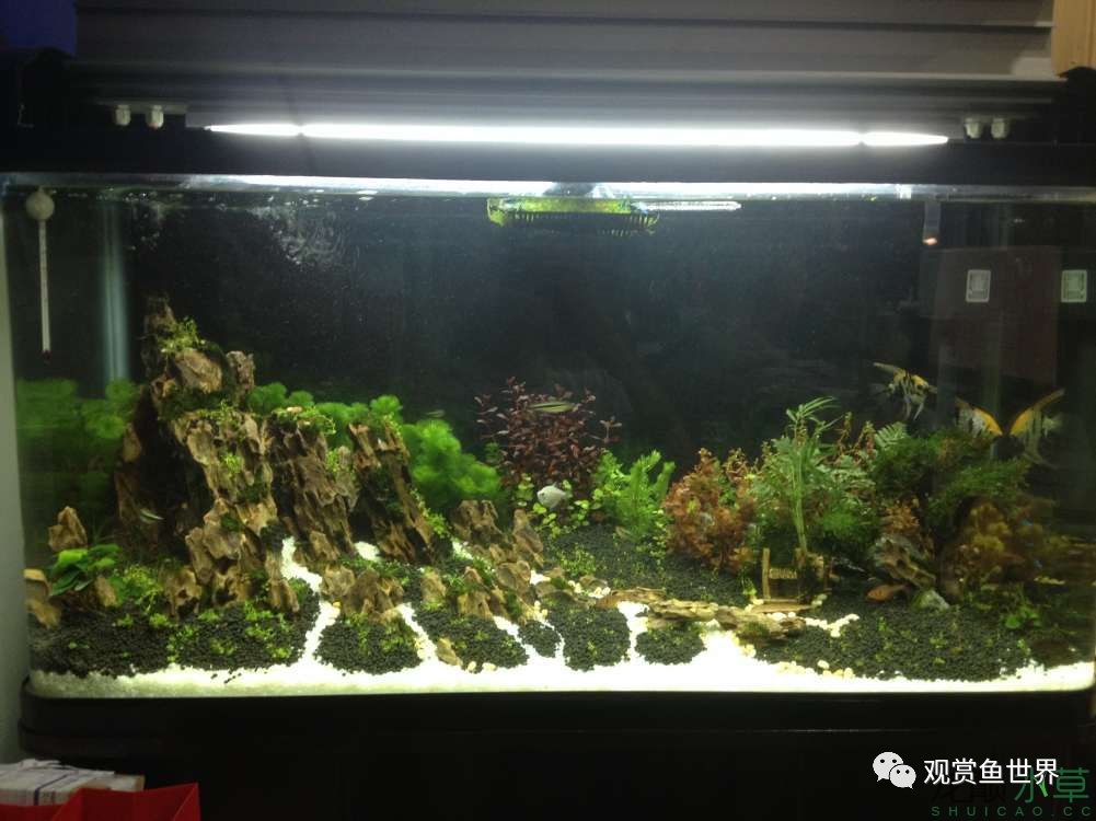 谦虚的新人晒一晒1米缸,“建缸”VS45天后(内涵多张细节图和详解!)