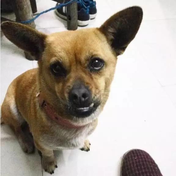 上海领养猫公益,上海领养狗狗店