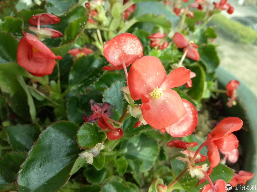 oppor9缺点是什么,oppo颜值